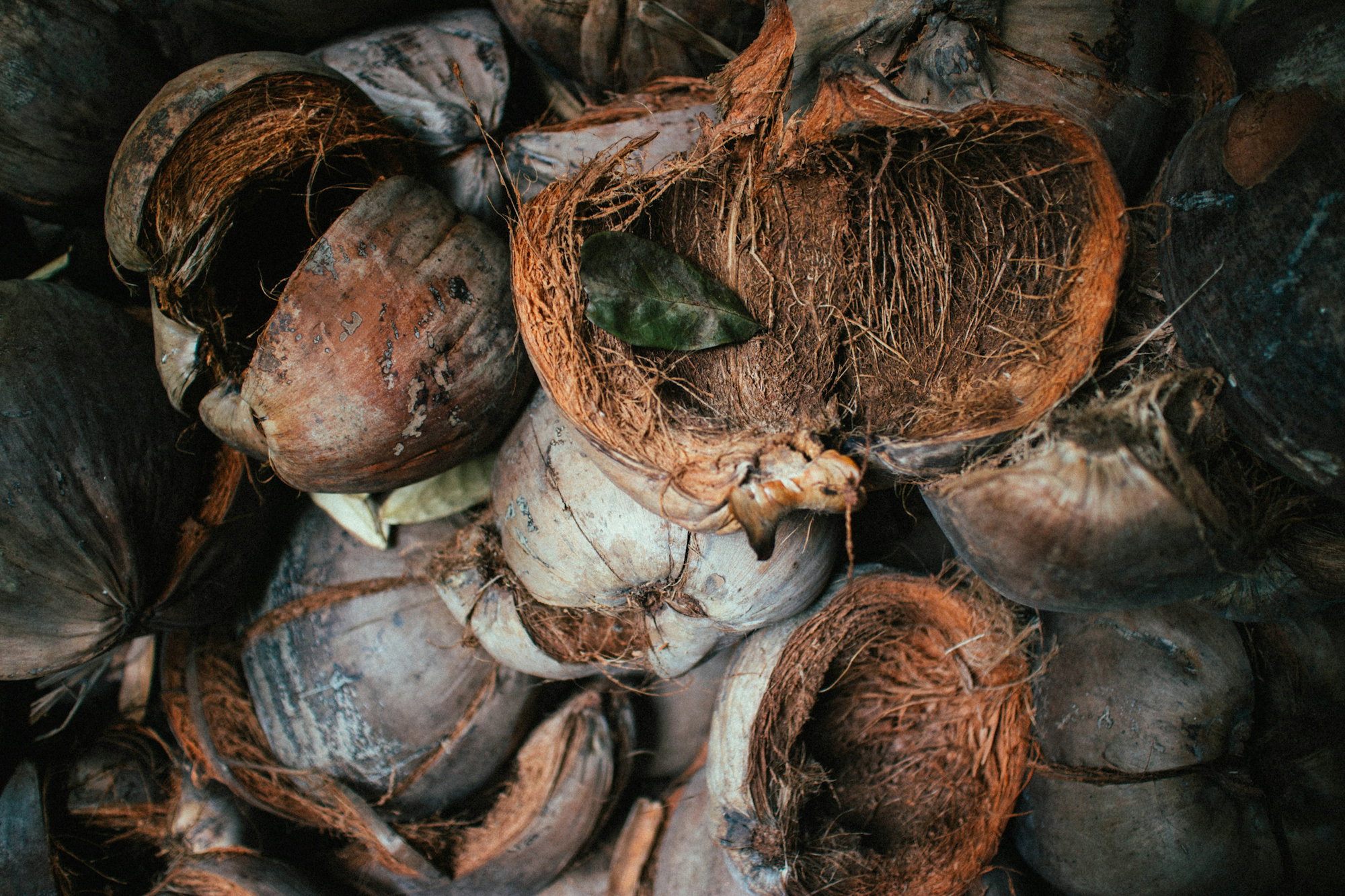 bunch of coconut husks